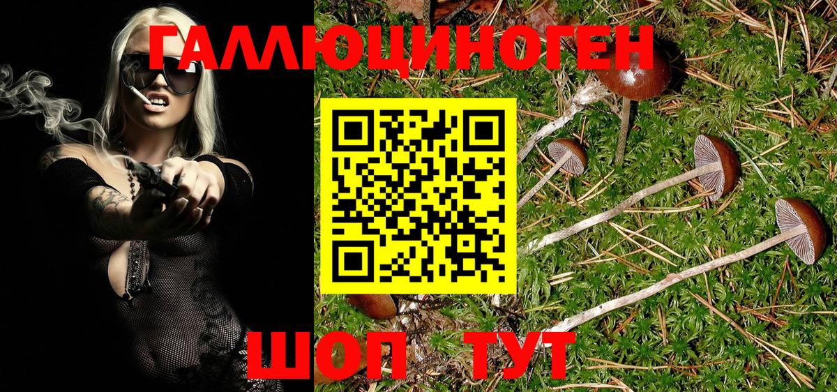 Галлюциногенные грибы Psilocybine cubensis Дедовск